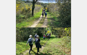 Forêt de la Coubre