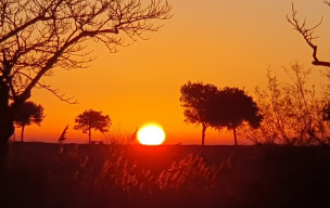 Marche du 04/01/2026 - St Trojan - Marais des Bris - Gatseau - retour forêt