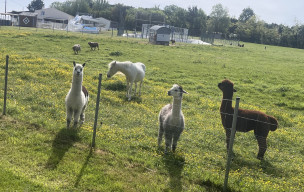 marche du 22/04/2026 - St Augustin - Papericaud - Charosson