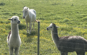 marche du 22/04/2026 - St Augustin - Papericaud - Charosson