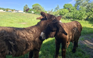 randonnée à la journée du 24/04/2026 à Saintes - La Sauzaie