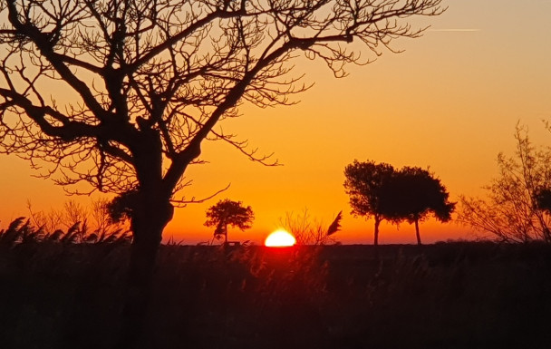 Marche du 04/01/2026 - St Trojan - Marais des Bris - Gatseau - retour forêt
